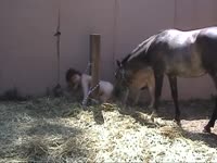 Sex slave got punished in force beastiality sex with dog